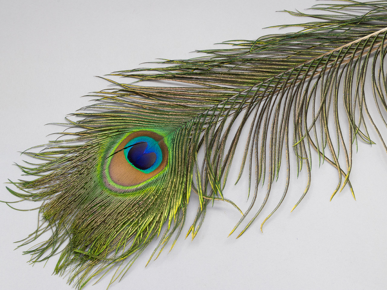 Hermit Fly Shop / Peacock