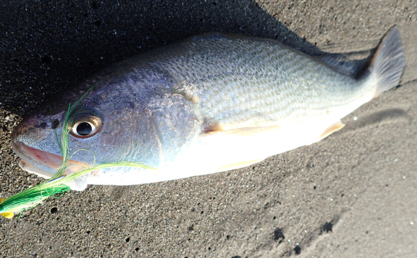 イシモチ（グチ）のフライフィッシング：宮崎県日向灘での釣り