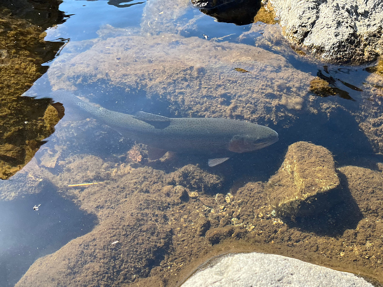 最近  男鹿で釣るのだ！