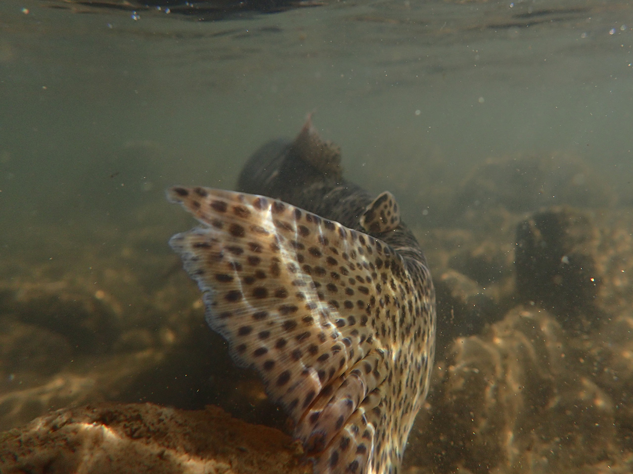 ✴️[貴重！]ヘンリーズフォークとイエローストーン公園内でのフライ釣りガイド本 P9110499.jpg