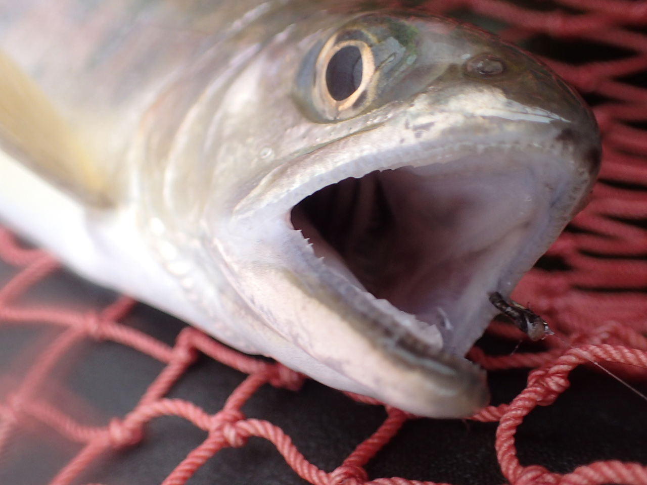 私的解禁・8Xと9Xの差を思い知ったミッジオンリーのフライフィッシング