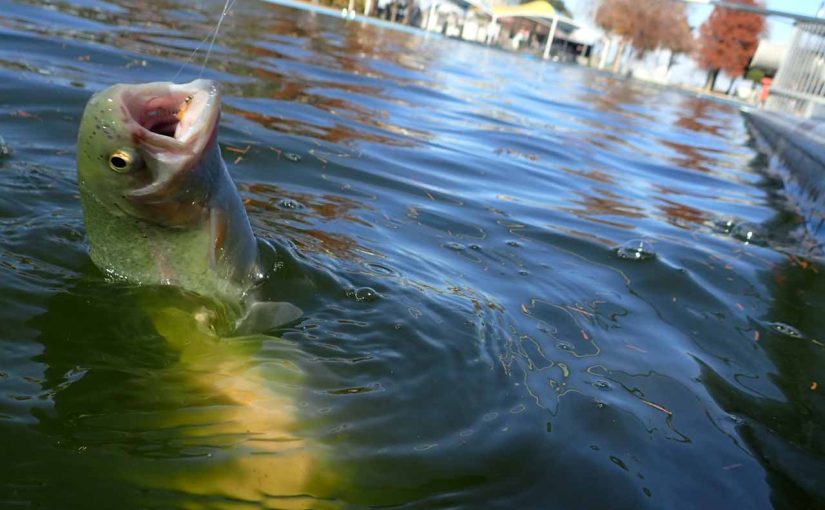 冬の釣り場である埼玉四湖が三湖になってしまった件（しらこばと水上公園）