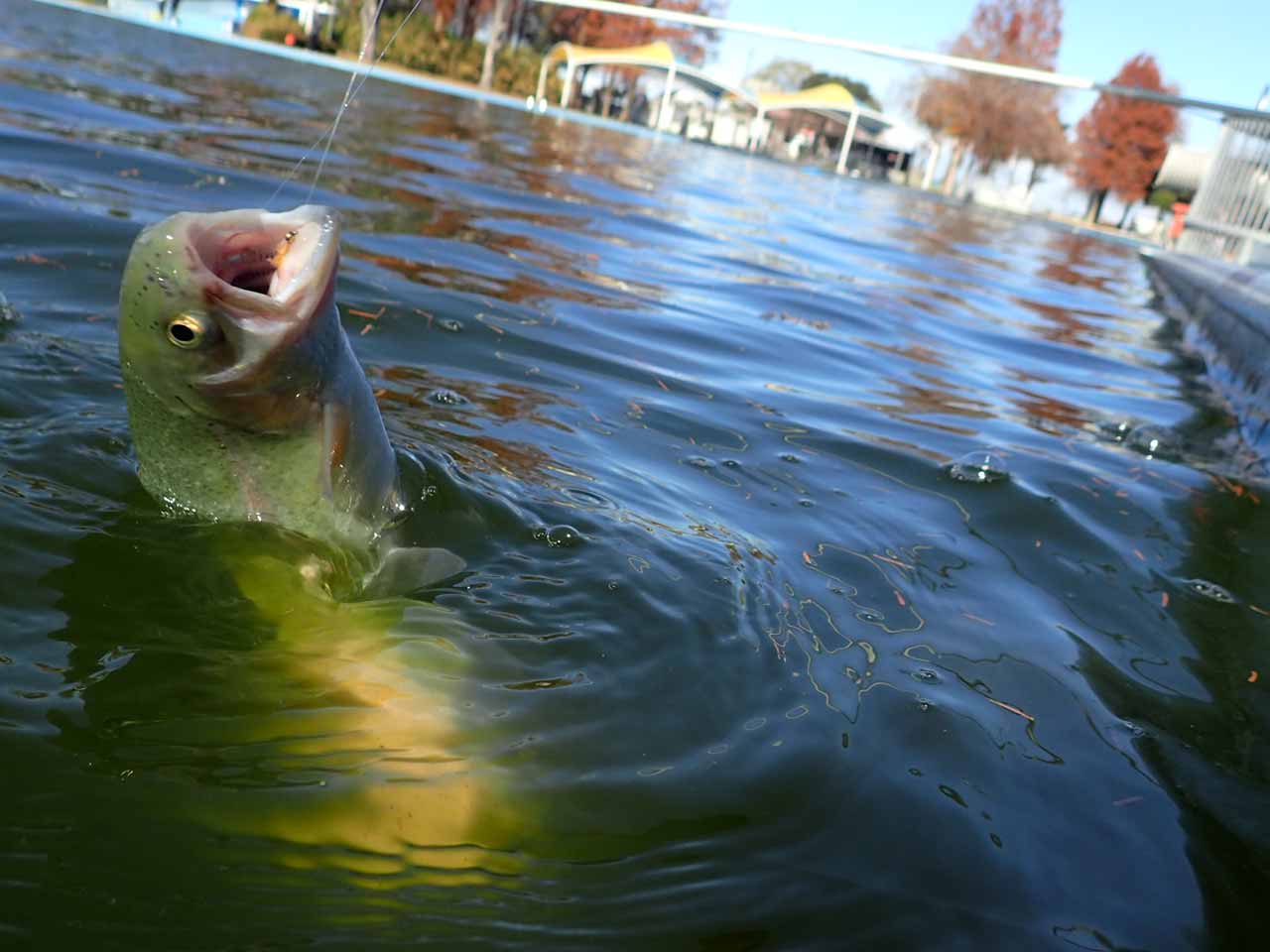 冬の釣り場である埼玉四湖が三湖になってしまった件（しらこばと水上