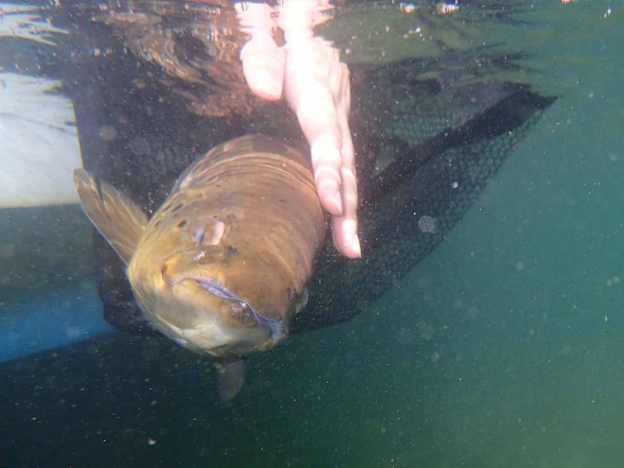 芦ノ湖のブラウントラウト