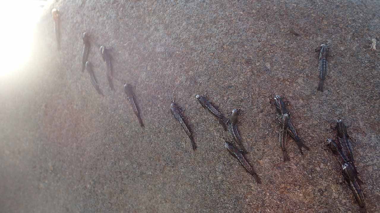 チラカゲロウ