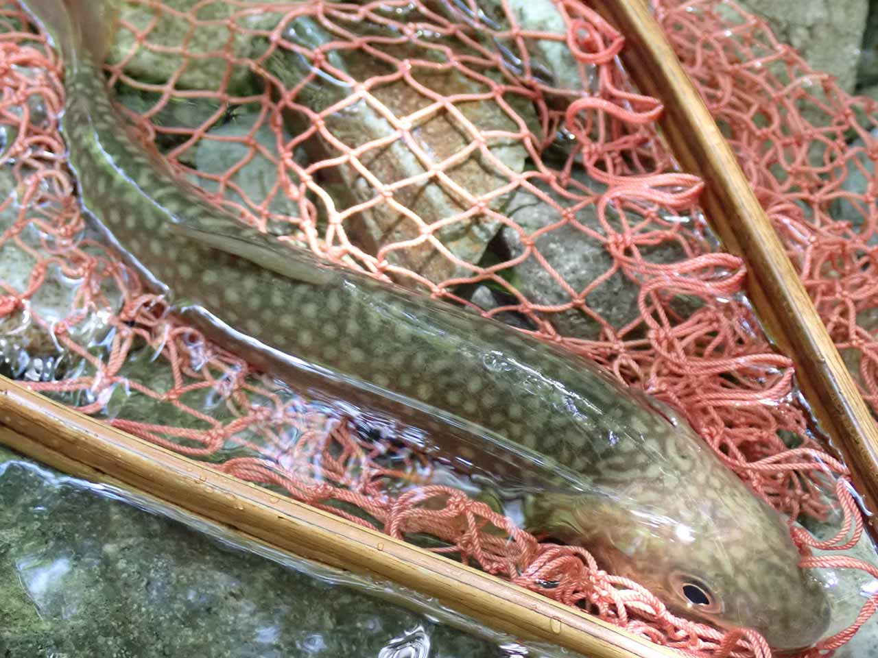 イワナ釣り