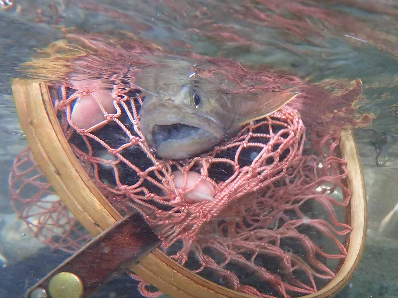 イワナ釣り