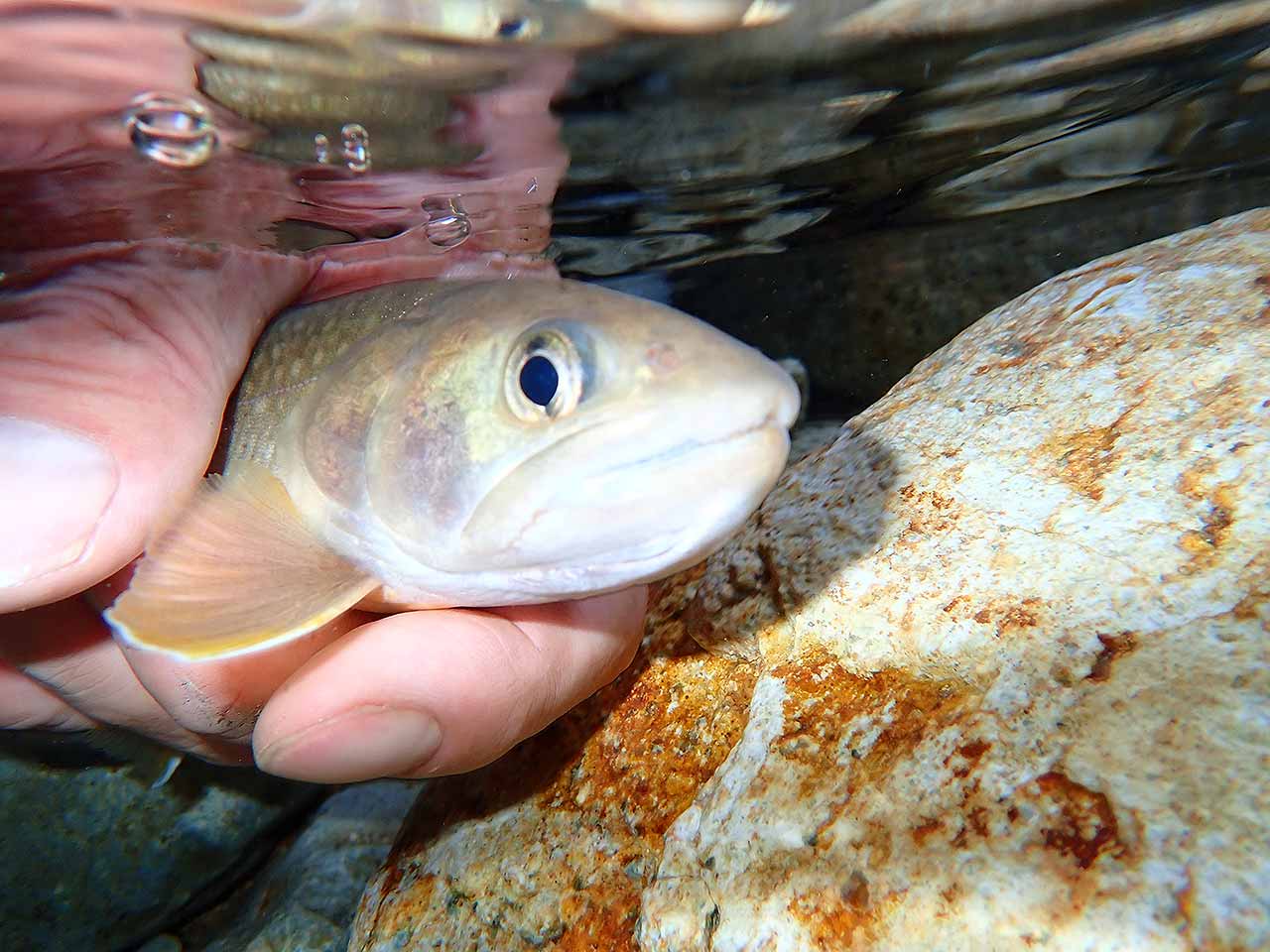 イワナ釣り