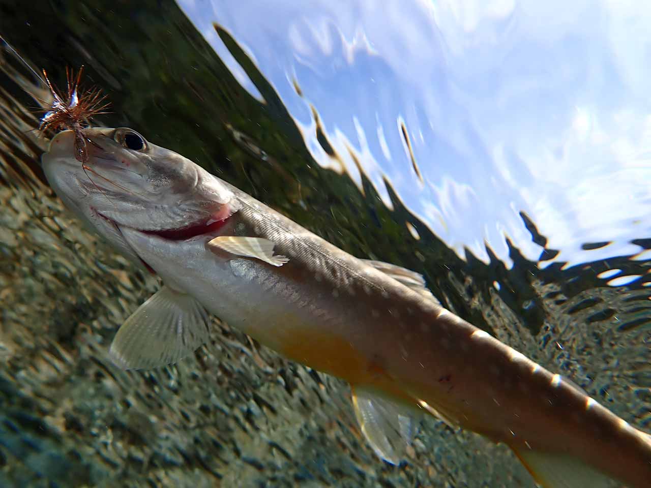 イワナ釣り