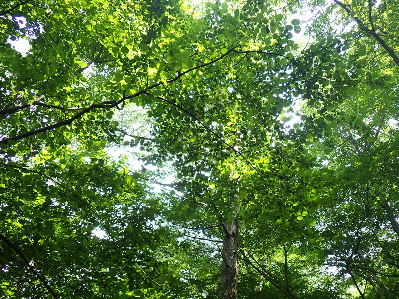 緑の木々