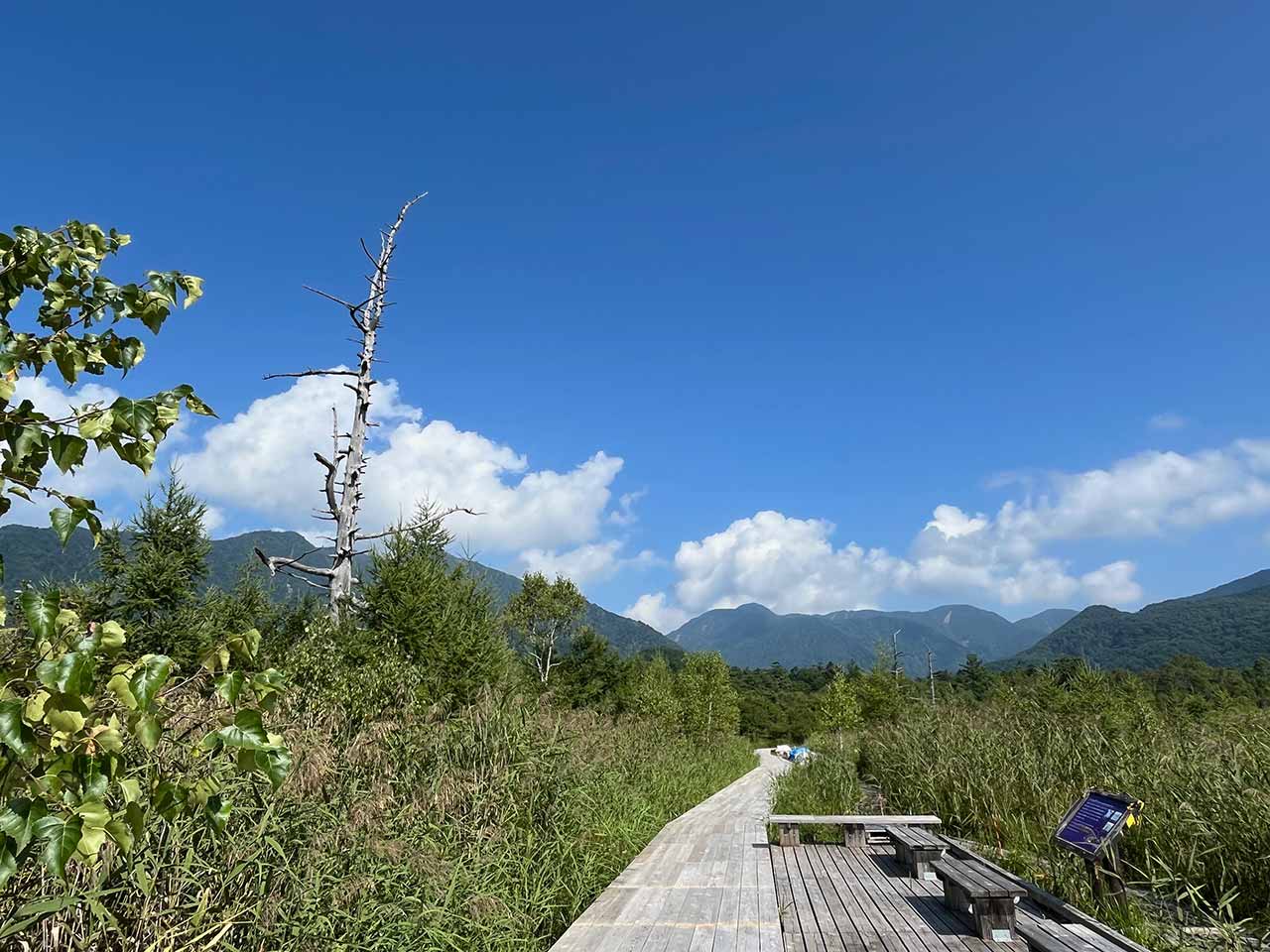 湯川の木道
