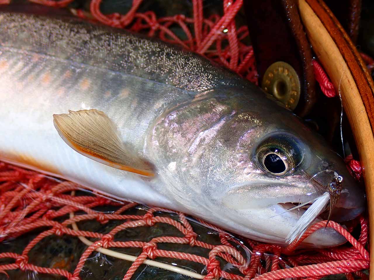 イワナ釣り