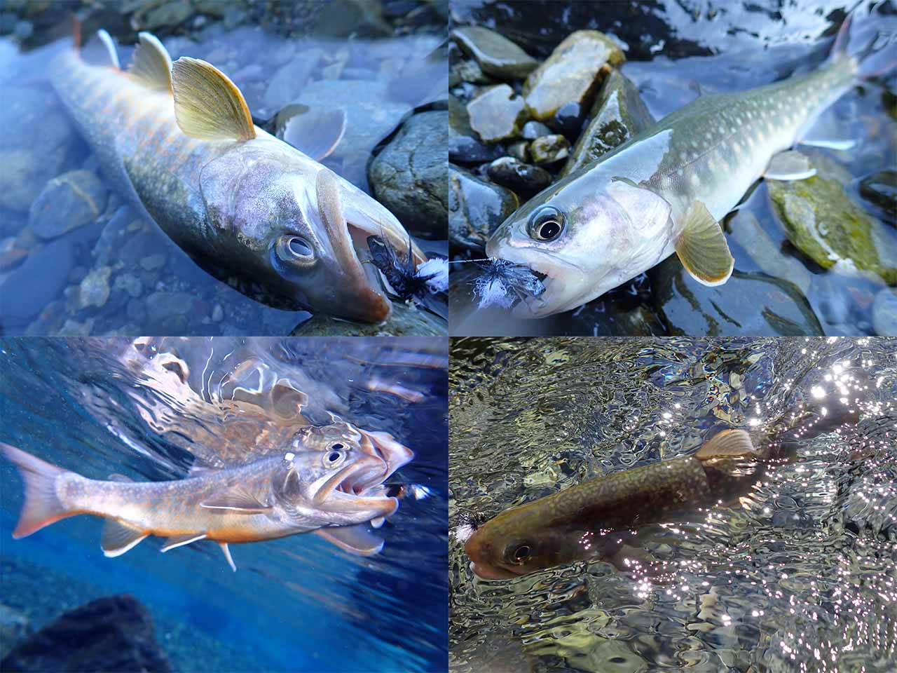 イワナ釣り