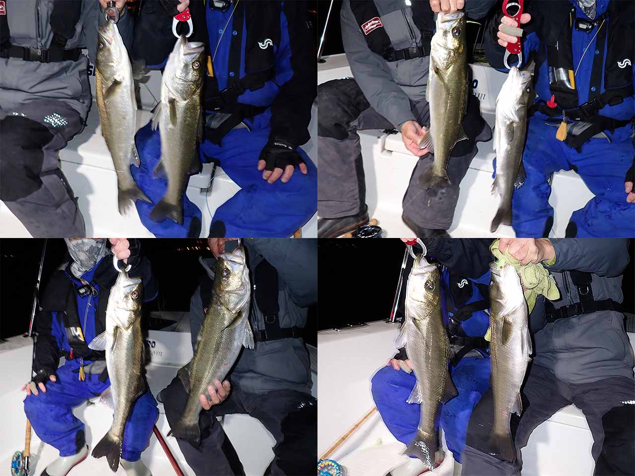 入れ食いシーバス