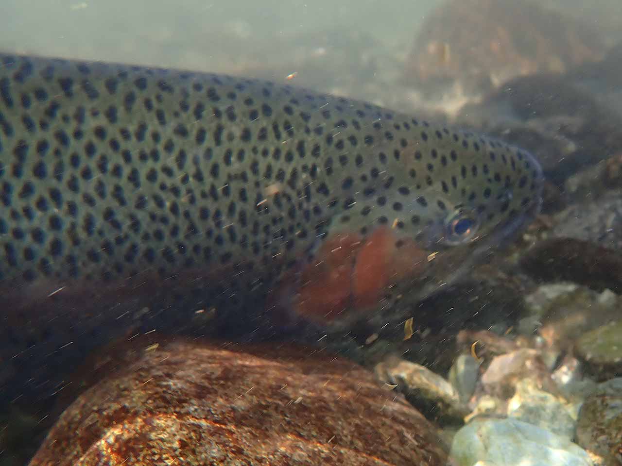 レインボートラウト