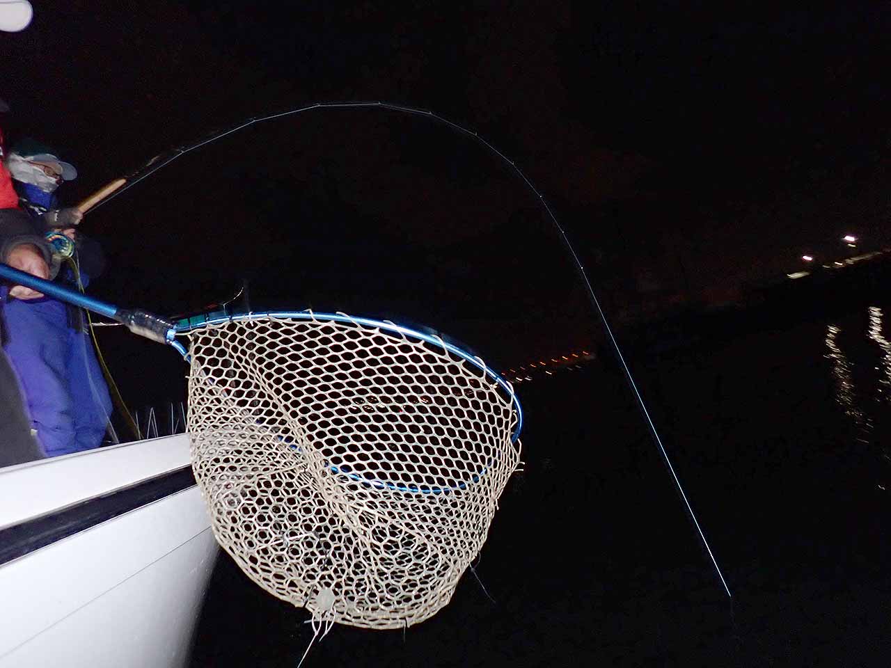 シーバスフィッシング