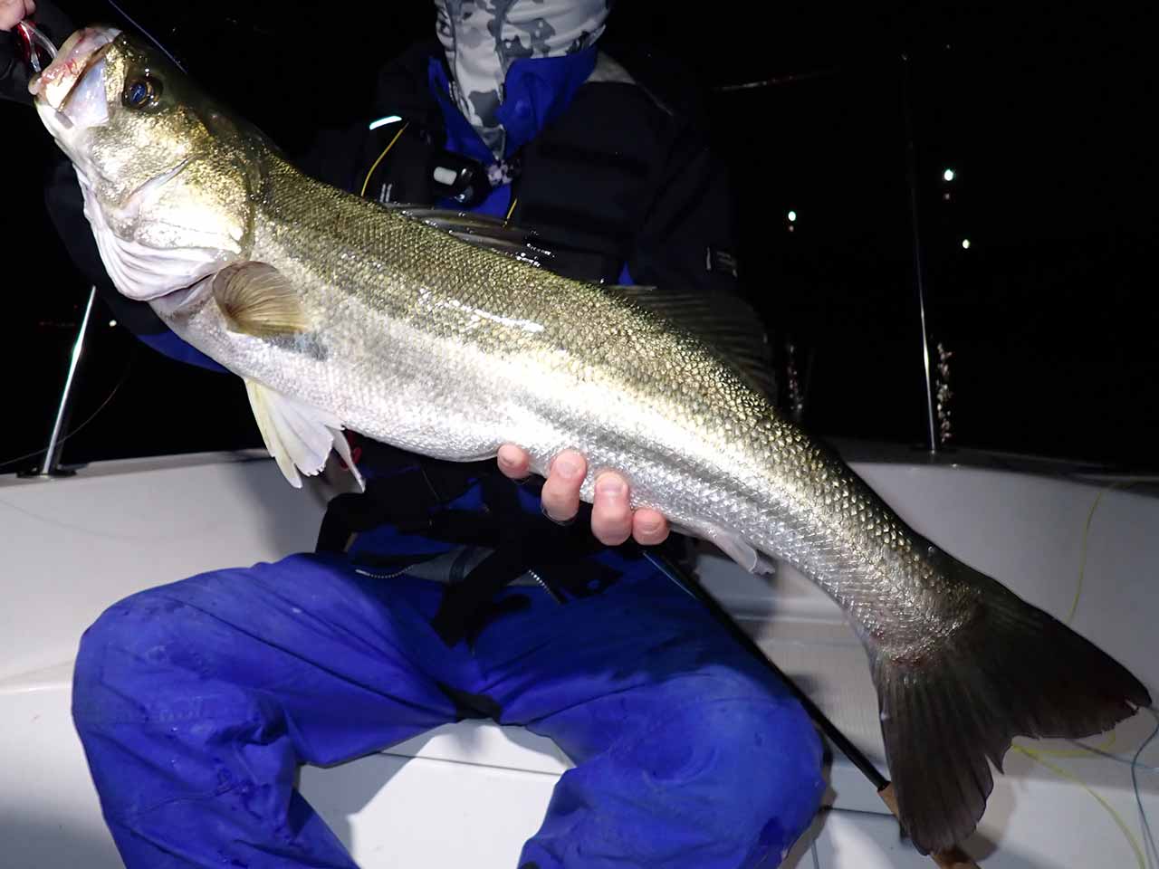 80センチ弱のシーバス