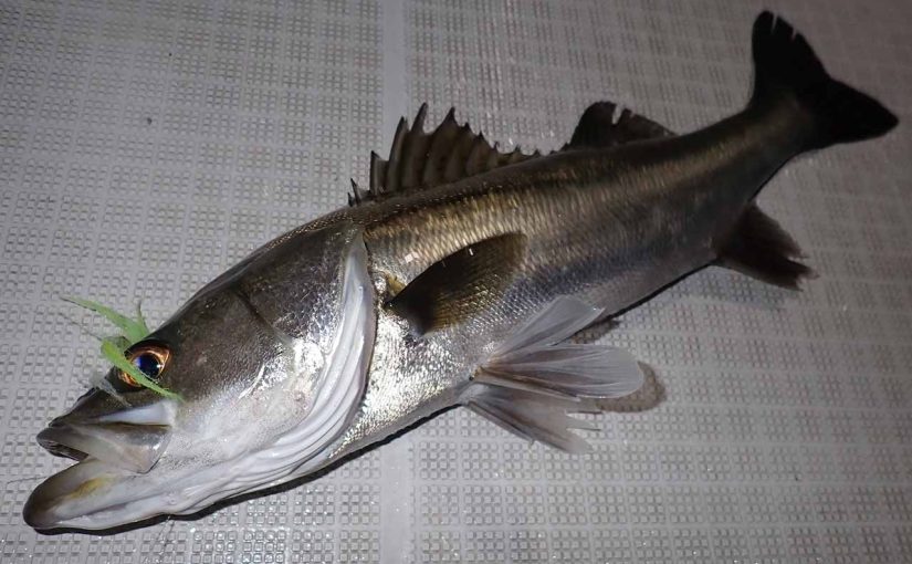 ダンディなエンリコミノーは櫛を入れて使うフライ(ボートシーバス)