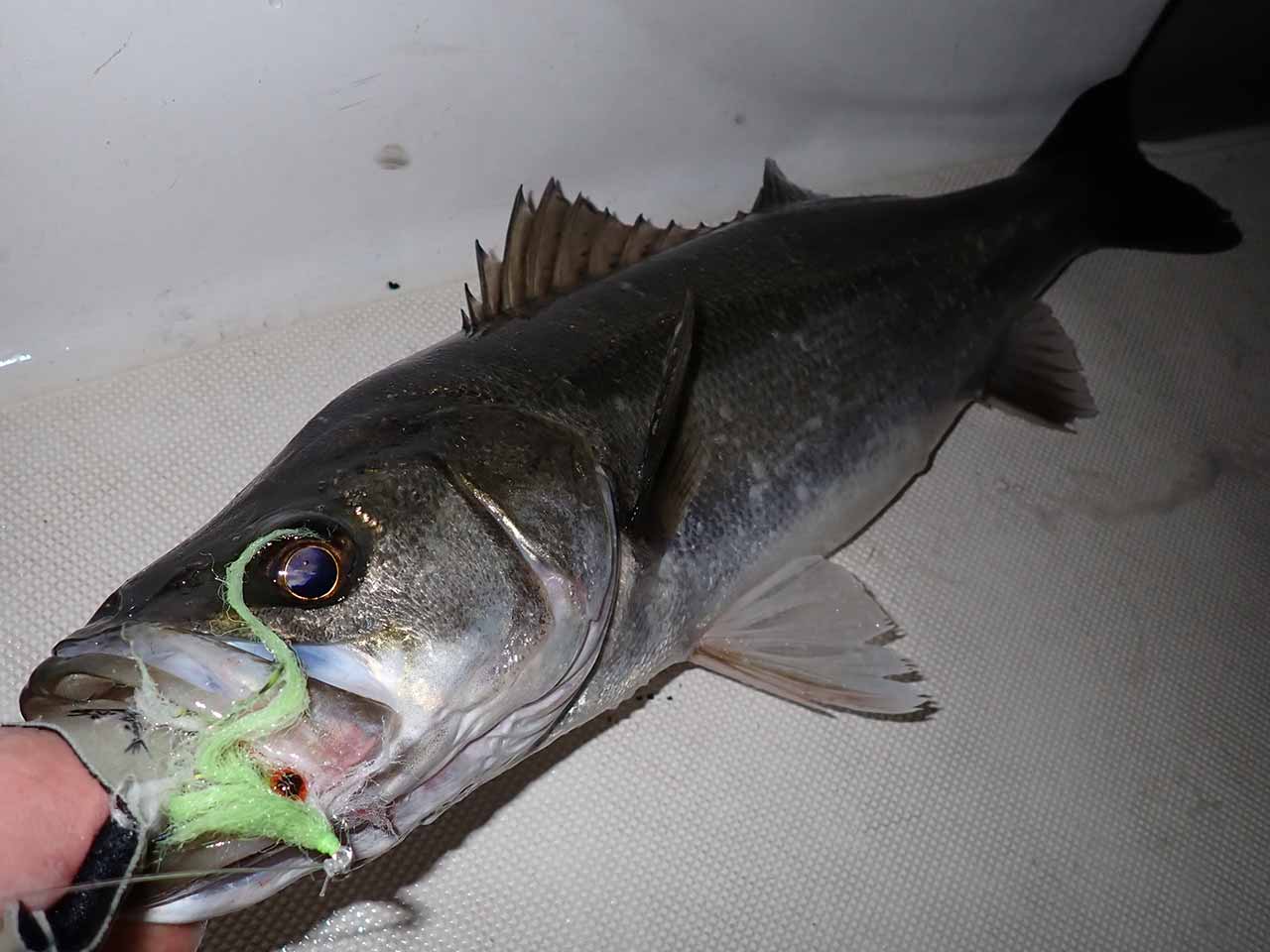 エンリコミノーでキャッチ