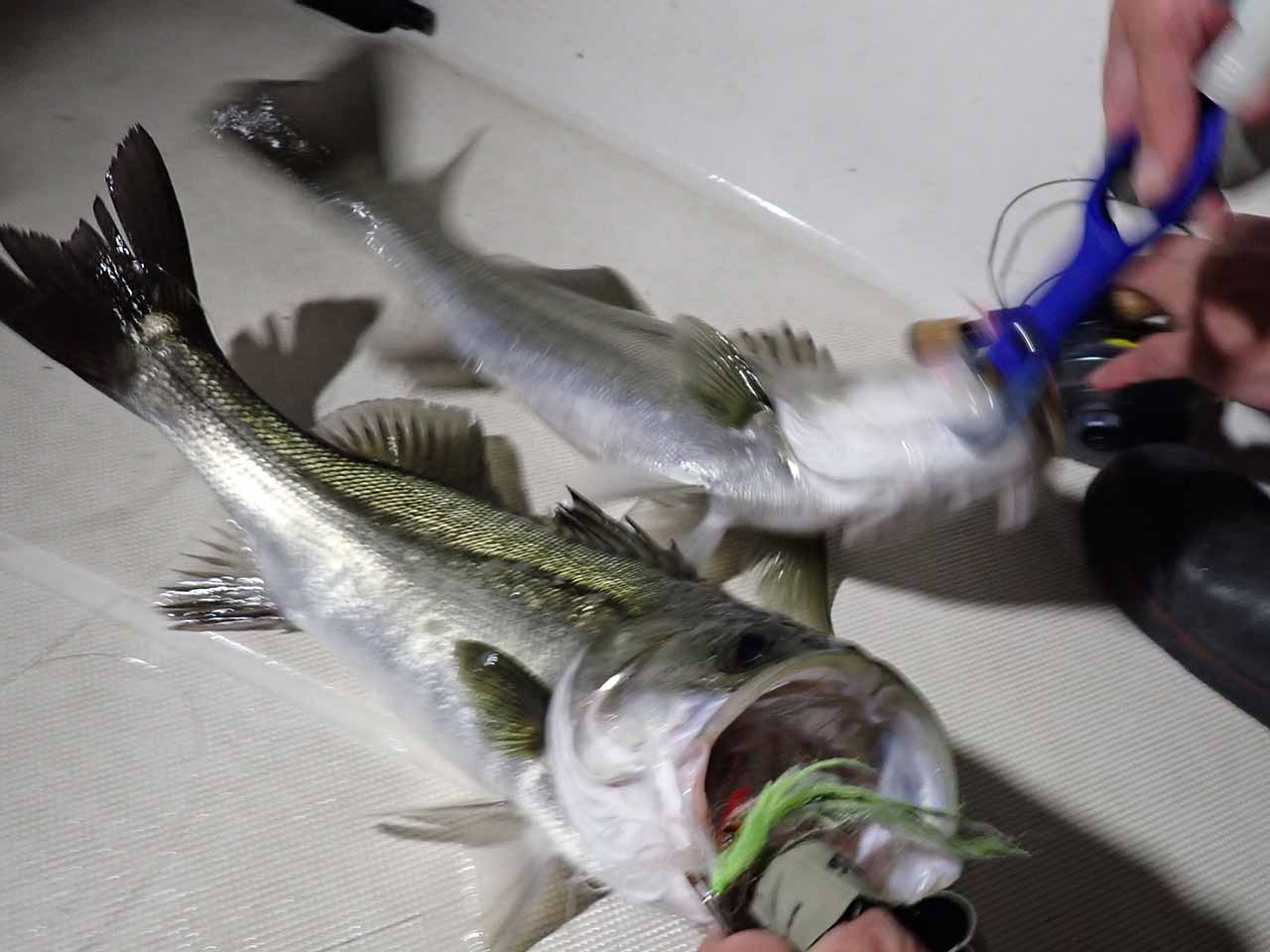 ダブルキャッチ