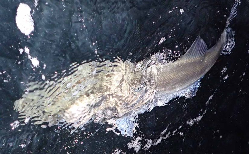 漢らしく初志貫徹を貫くことが出来なかった横浜の夜（ボートシーバス）