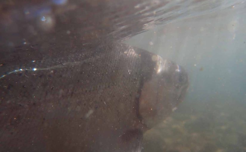 Keep Cast! 本栖湖は3度訪れると良いことがある