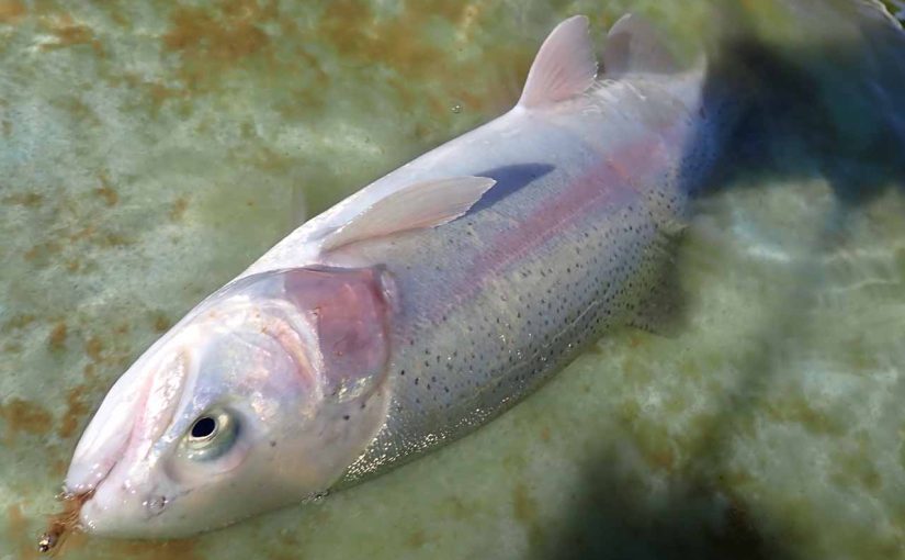 関東圏で一番安い管釣りへ行ってみた（加須はなさき水上公園・プール）