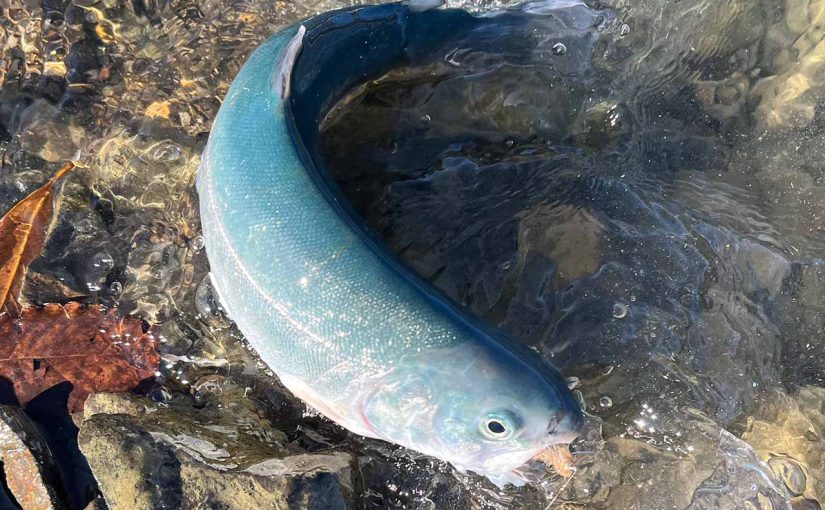 肘をおかしくしたので、ユルユルな釣りへ（加賀フィッシングエリア）