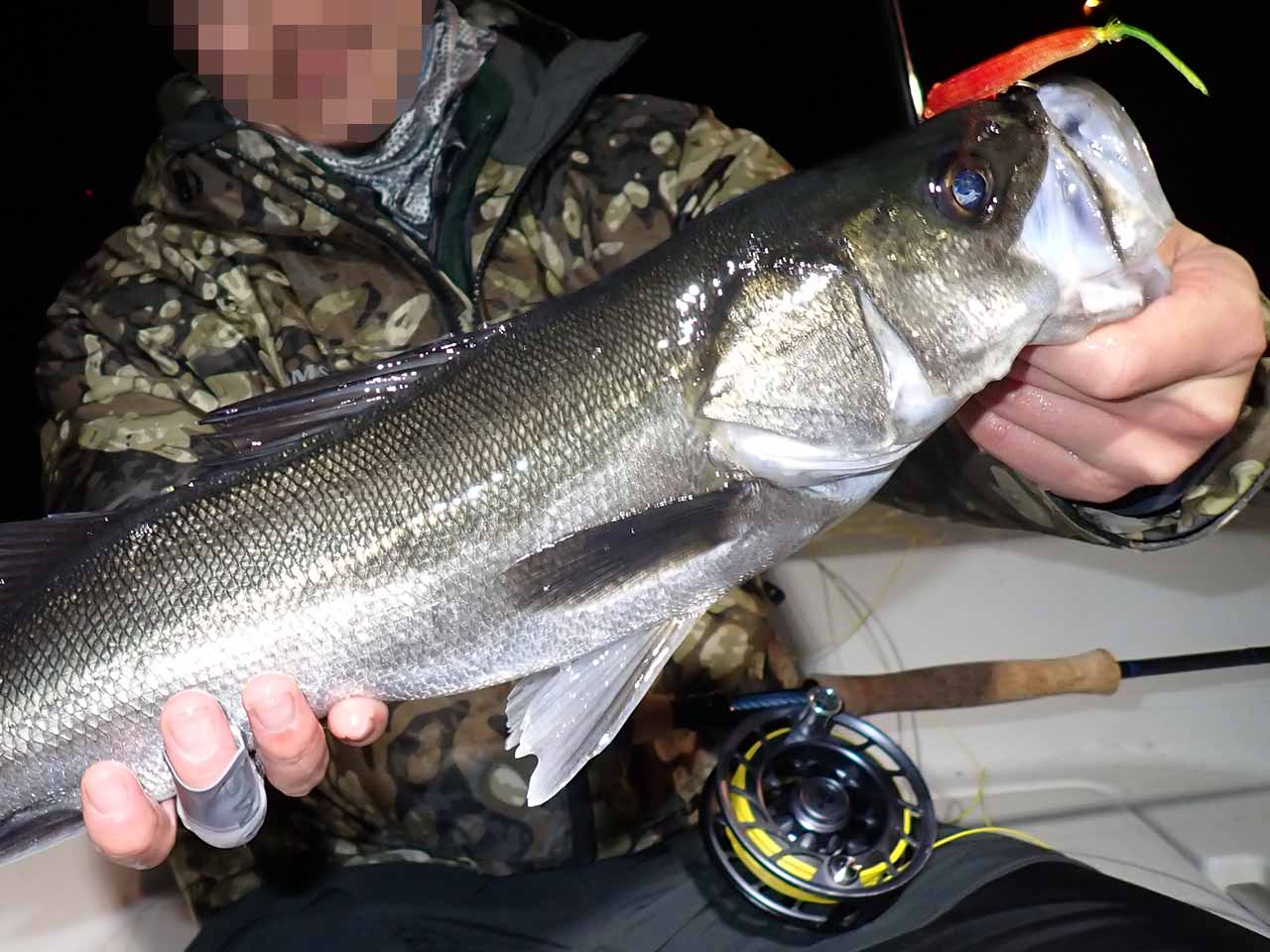 シークロでシーバス