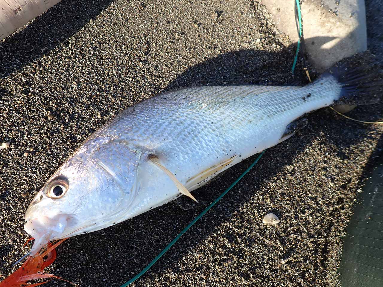 グチ・シログチ・イシモチ