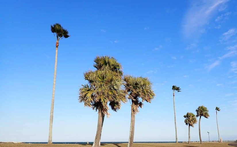 オオニベ戦記2025（オオニベクエストXI・浪漫は続くどこまでも）