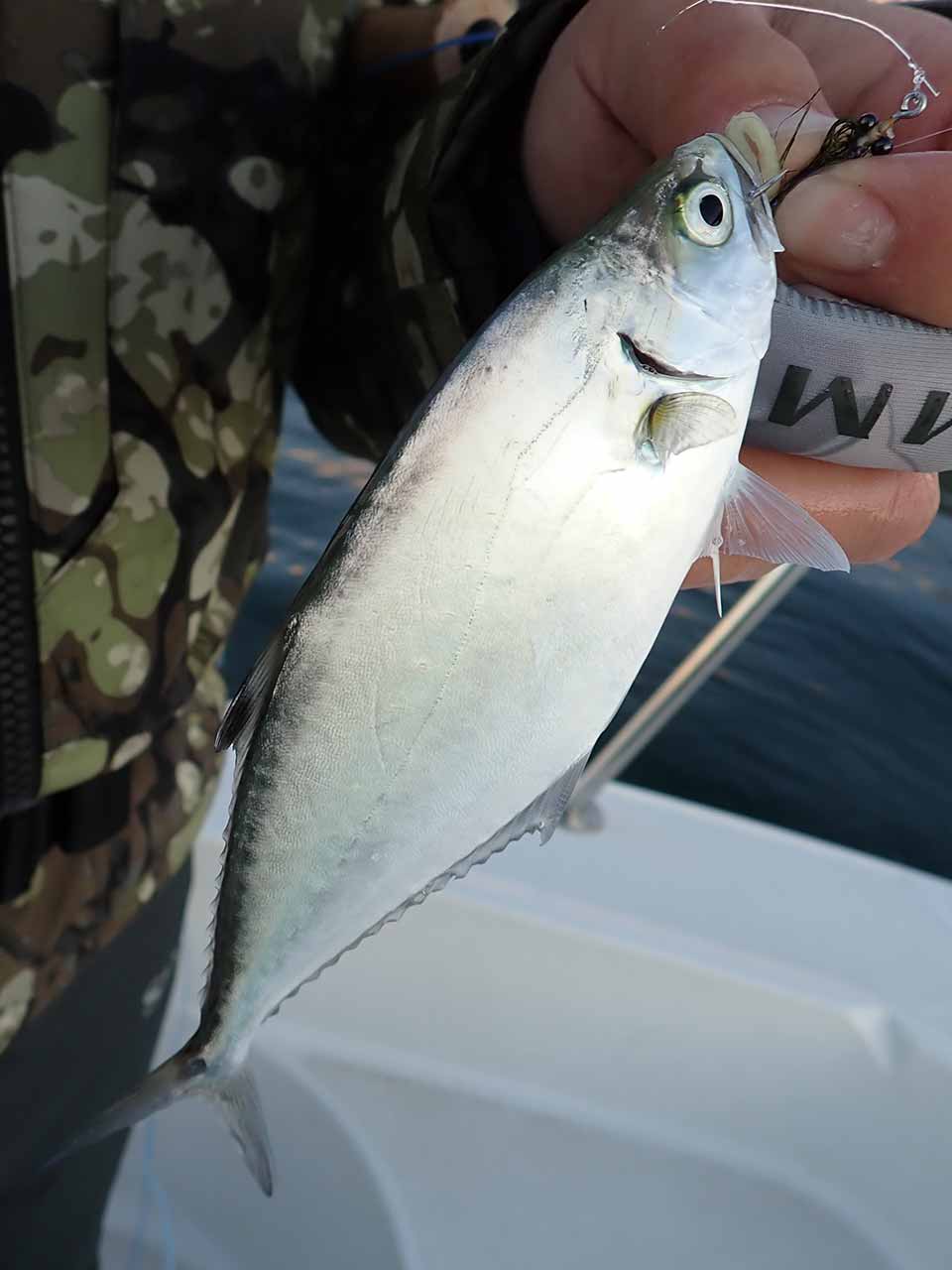 イケガツオ(クィーンフィッシュ)