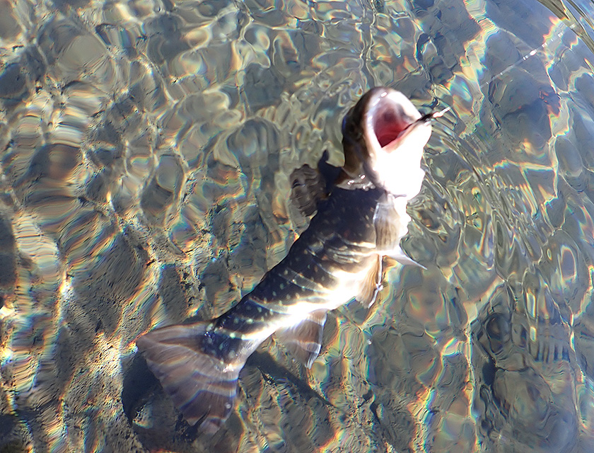 上永野のイワナ
