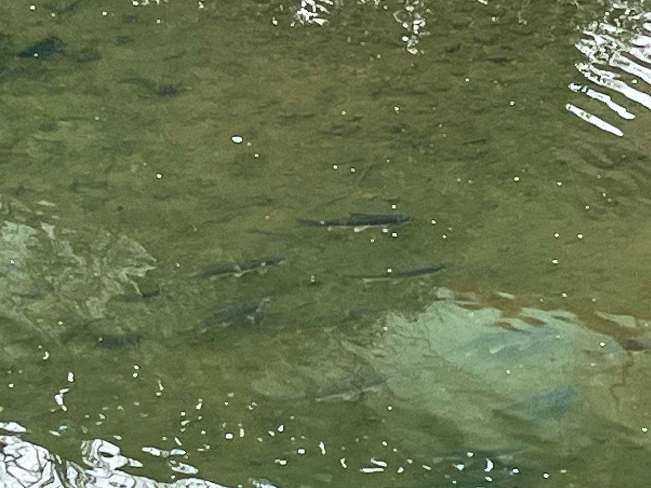 マルタウグイの群れ