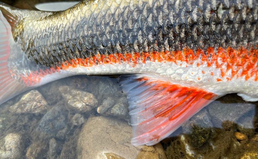 近所の川へ春を探しに（清流の春告魚、マルタウグイの話）