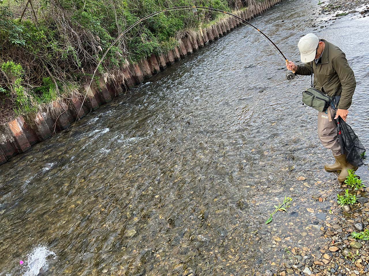 マルタウグイの釣り