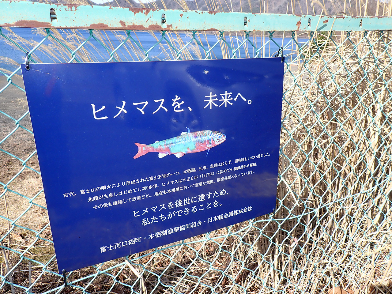 本栖湖のヒメマス