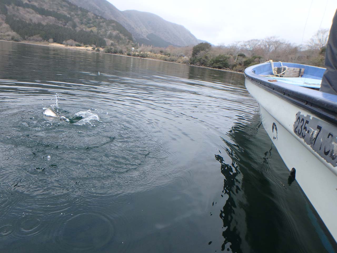 レインボートラウト