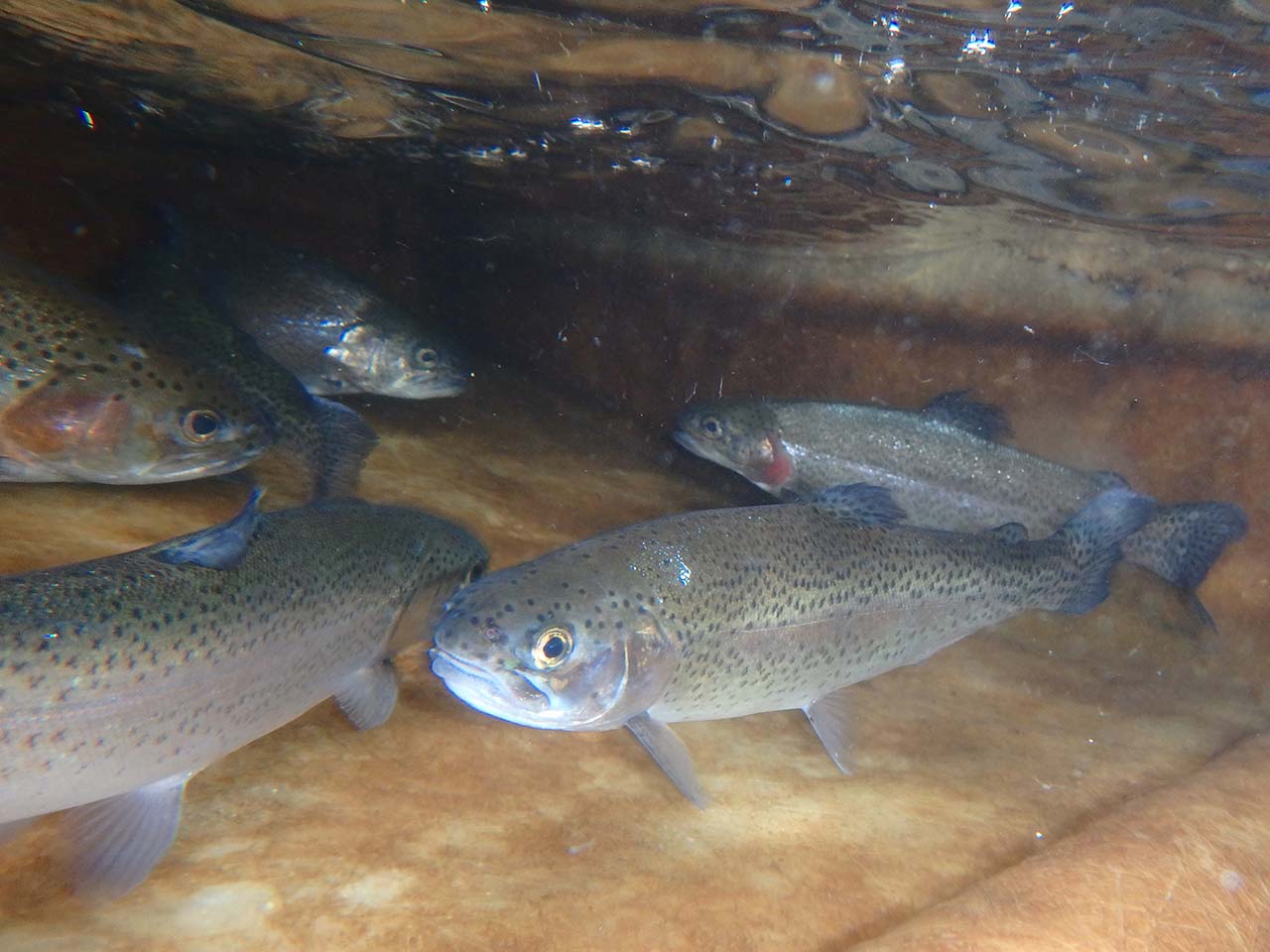 レインボートラウト