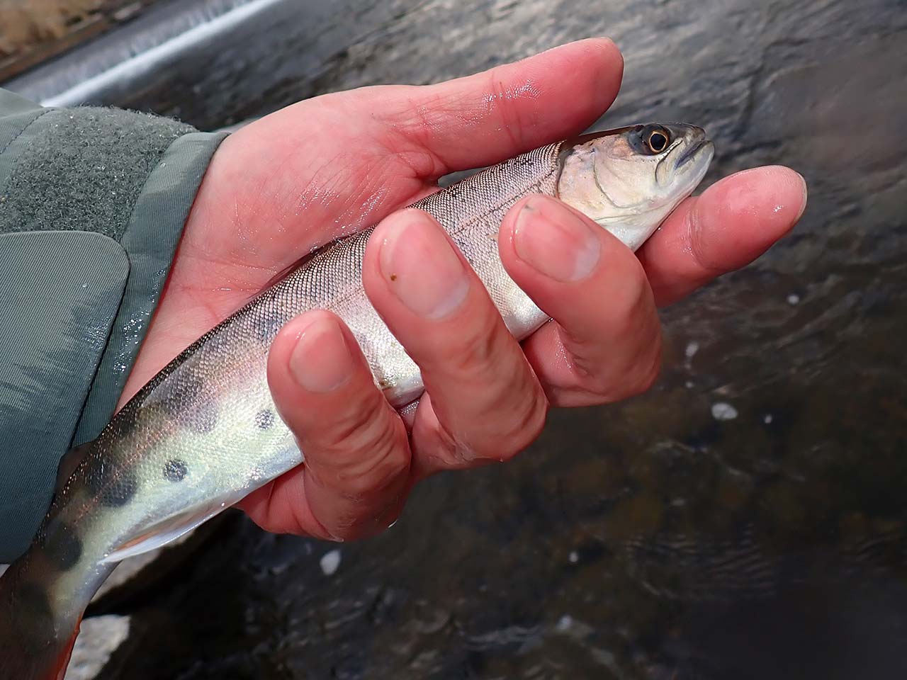 綺麗なヤマメ