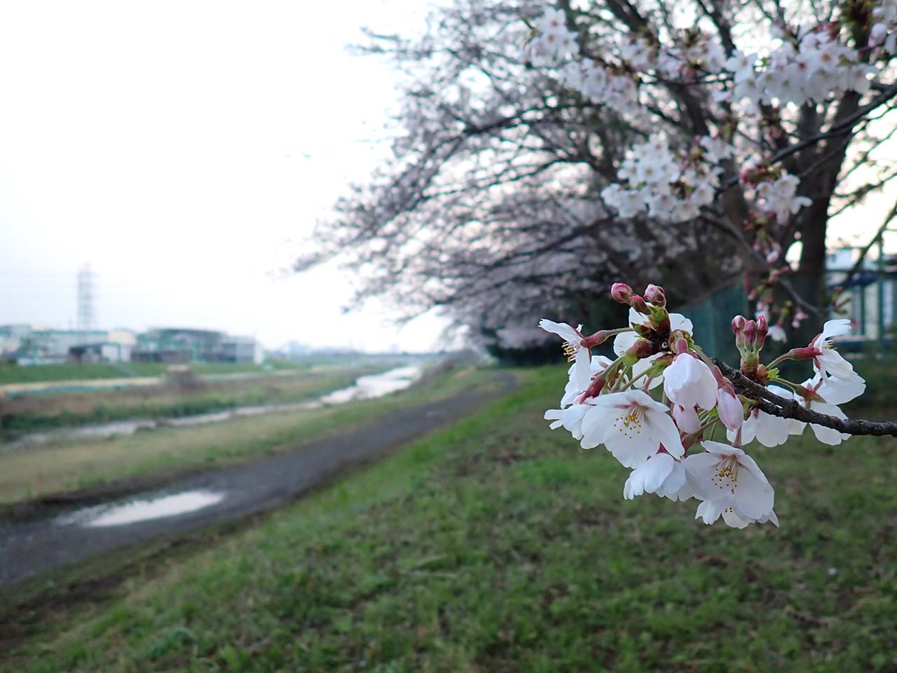 マルタウグイを探して