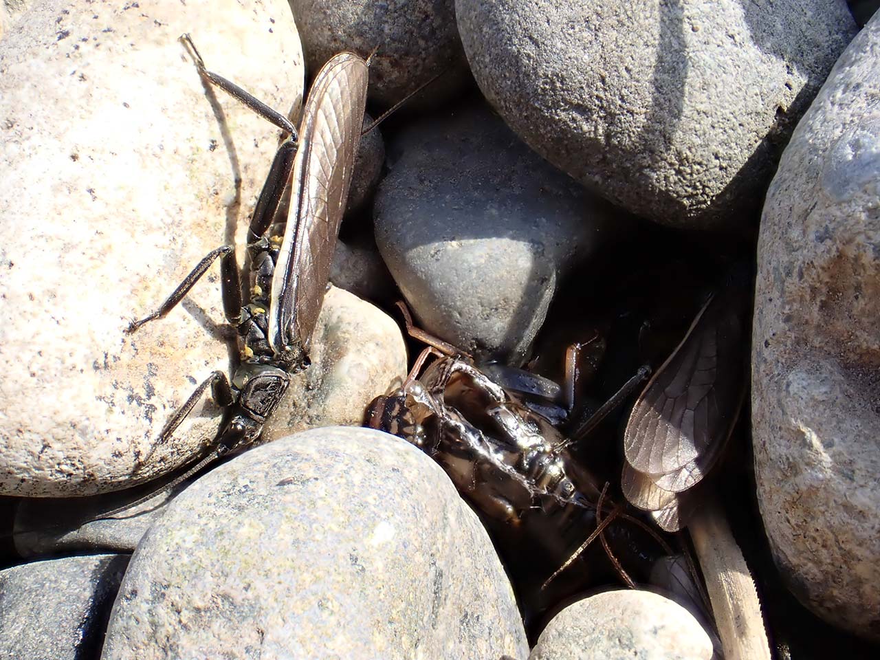 オオヤマカワゲラ