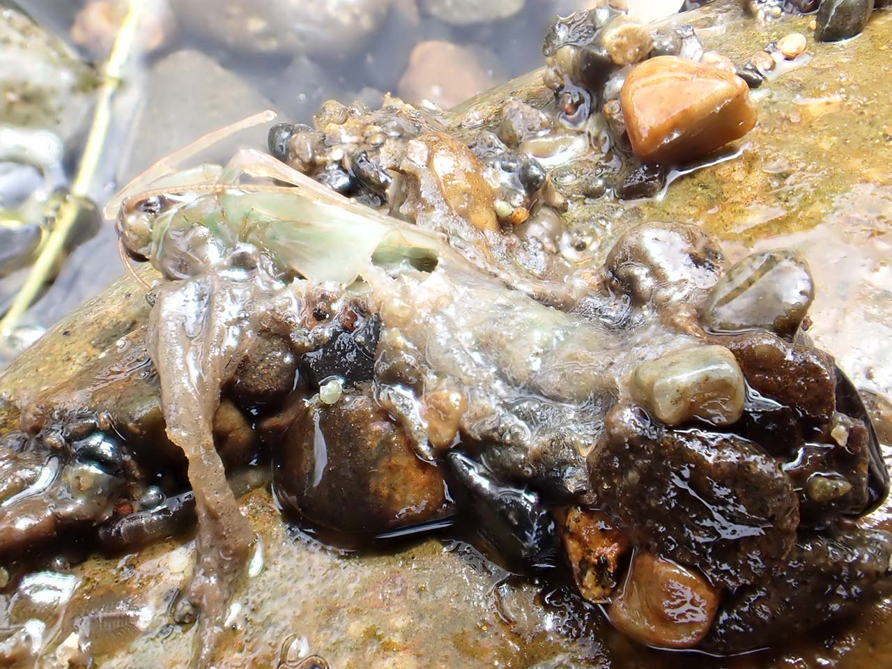 ヒゲナガピューパ