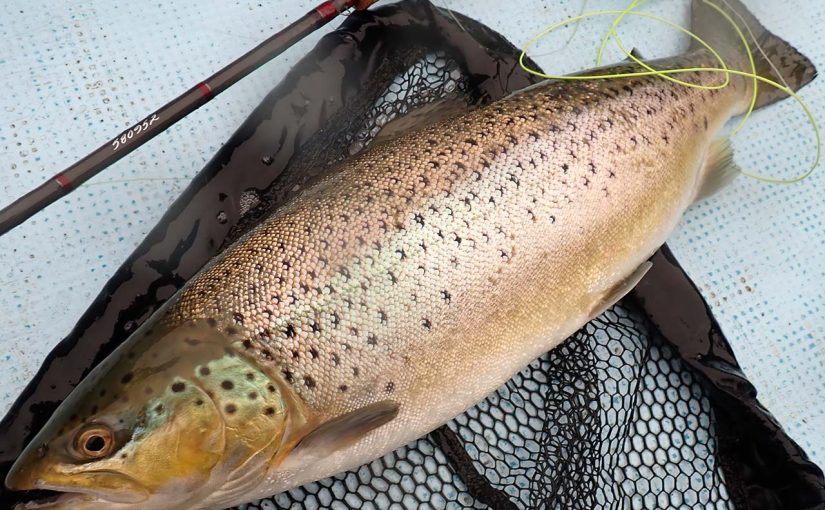 ドラワカ、リベンジ。ブラウントラウトを求めて芦ノ湖旅