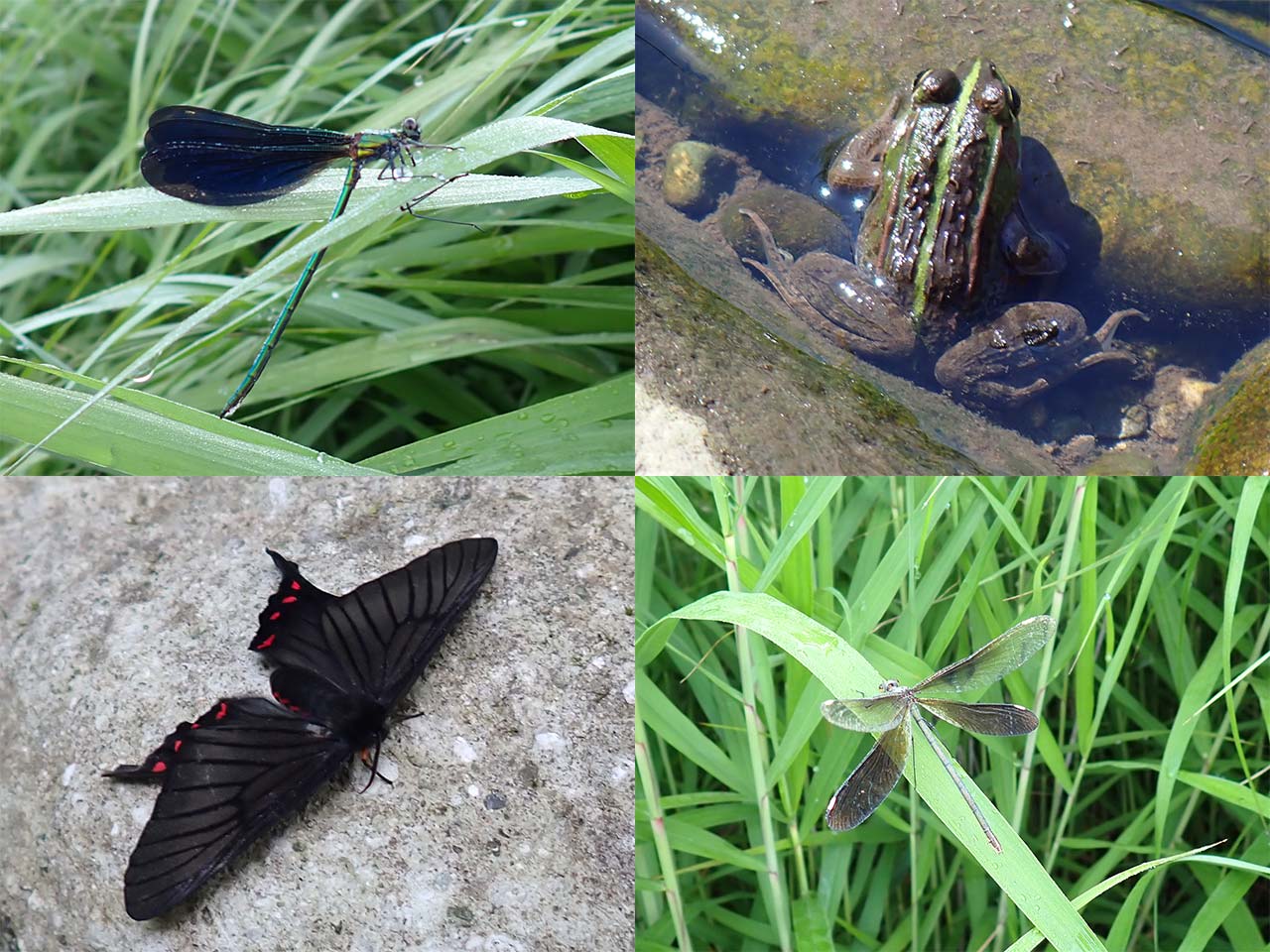 河原の虫達